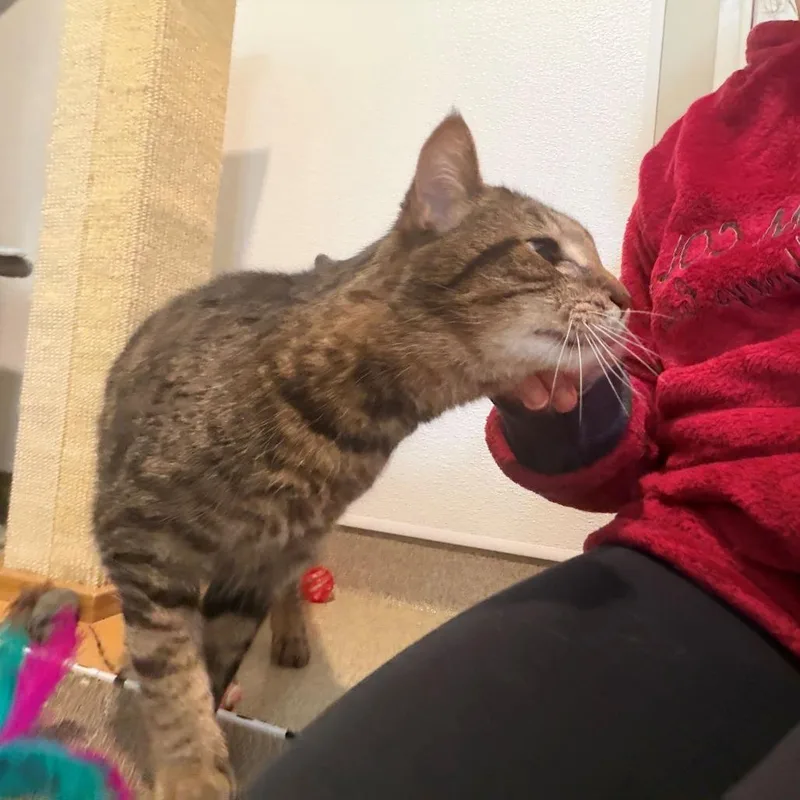 A senior large-sized male Brown / Chocolate Domestic Short Hair cat named Tebow for adoption in Manchester, CT