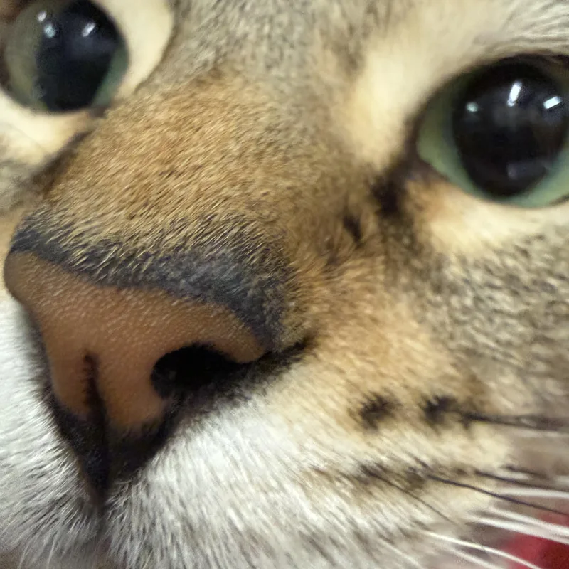 An adult large-sized female Tabby (Leopard / Spotted) Bengal cat named Estrella for adoption in Pomona, CA