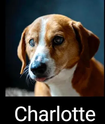 Charlotte