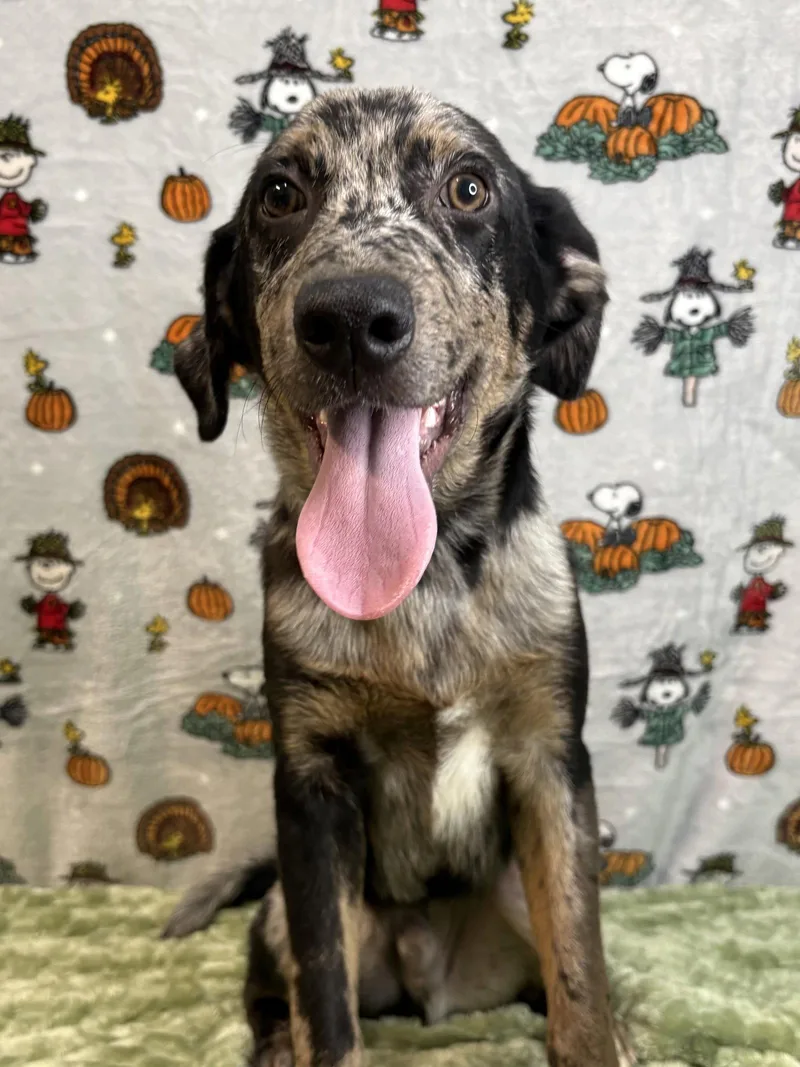 A young large-sized male Catahoula Leopard Dog dog named Lucky for adoption in Wetumpka, AL