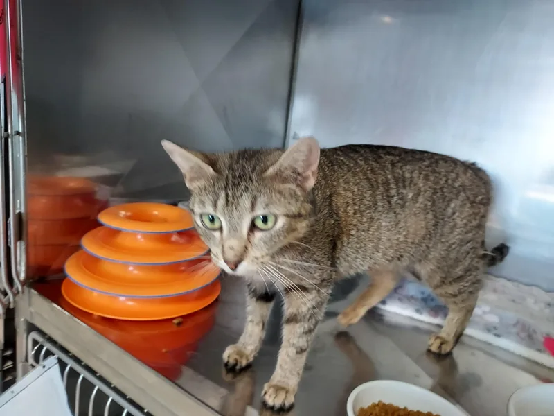 An adult medium-sized female Tabby (Brown / Chocolate) Domestic Short Hair cat named Kirby for adoption in Ellicott City, MD