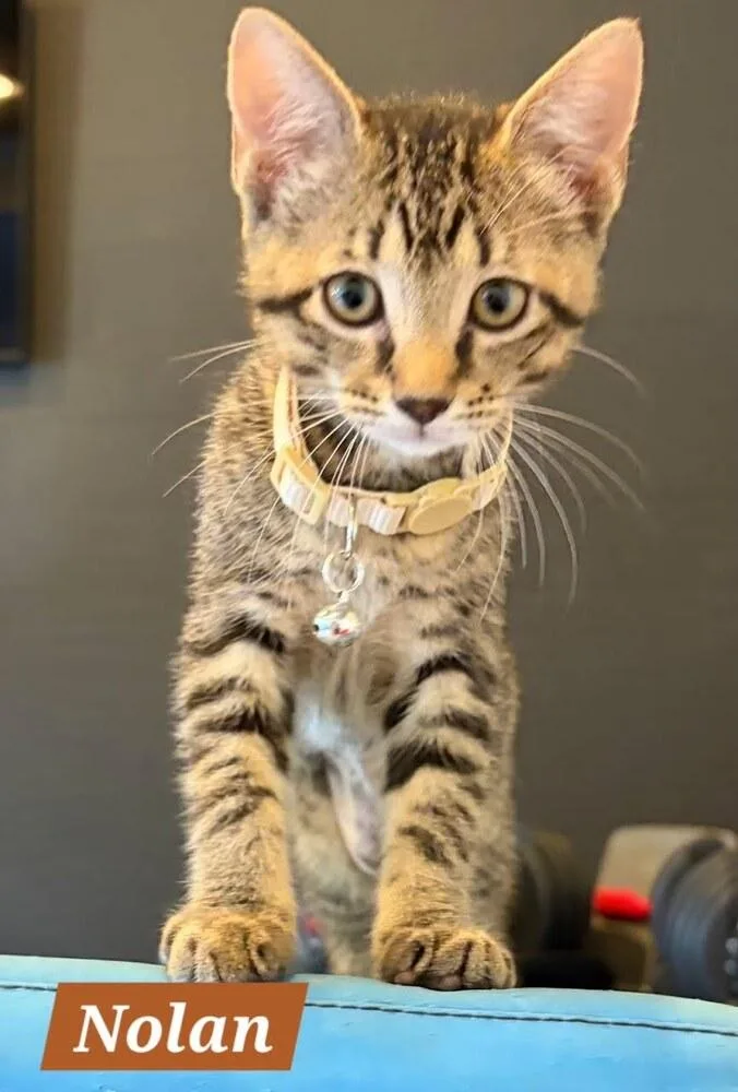 A baby small-sized male Tabby (Brown / Chocolate) Domestic Short Hair cat named Nolan for adoption in Ruskin, FL