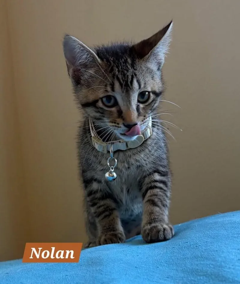 Nolan thumbnail 4