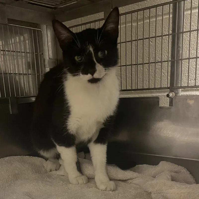 An adult medium-sized female Black Domestic Short Hair cat named Agatha for adoption in Bristol, IN