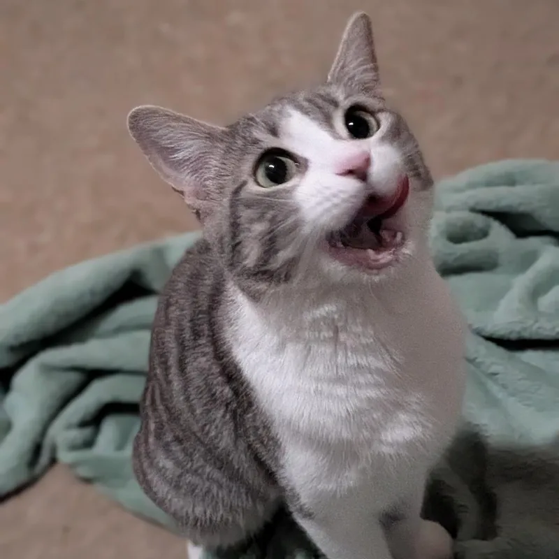 A young medium-sized female White Domestic Short Hair cat named Lil Missy for adoption in Milan, IL
