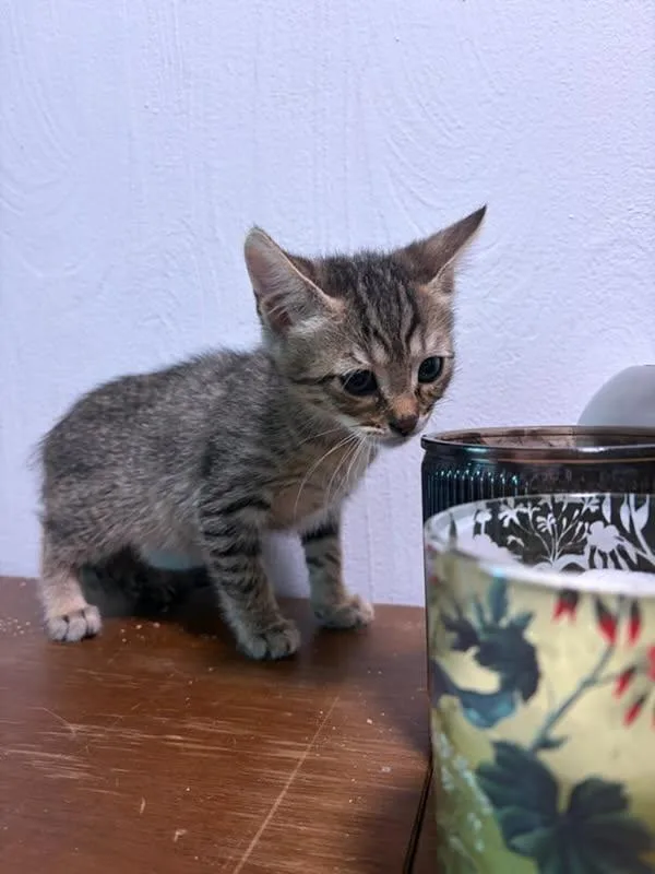 A baby medium-sized female Tabby (Gray / Blue / Silver) American Shorthair cat named Sophia & Sullivan for adoption in Kirkland, WA