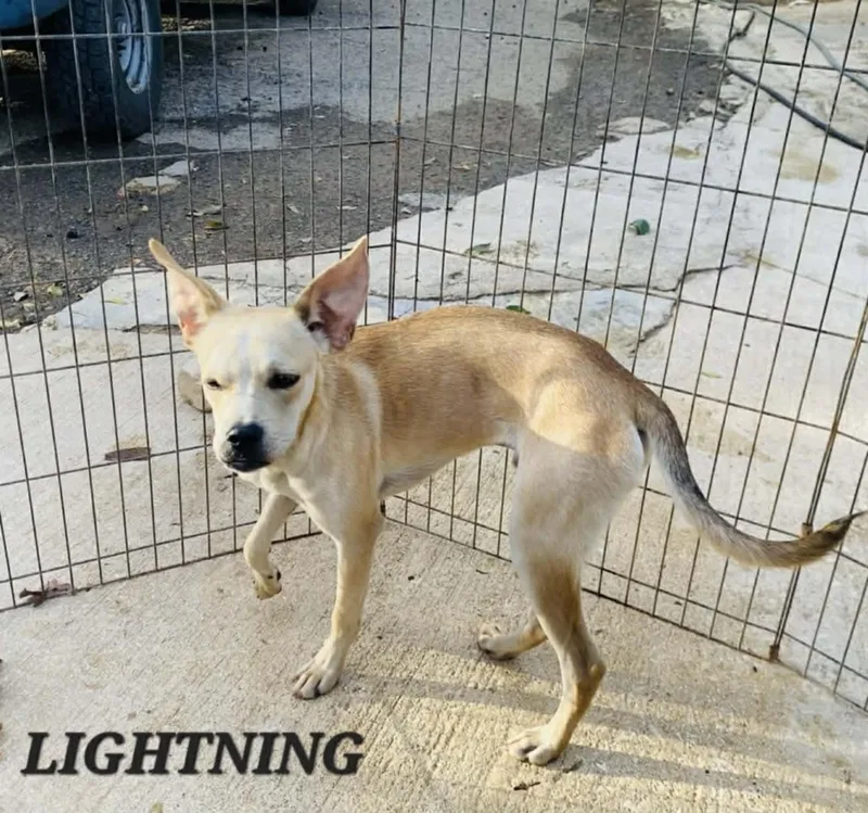 Lightening thumbnail 2