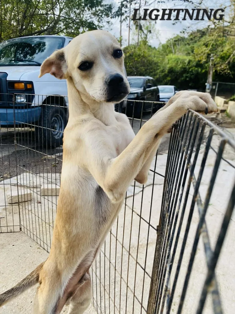 Lightening thumbnail 3