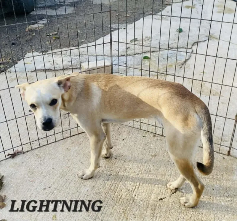 Lightening thumbnail 4