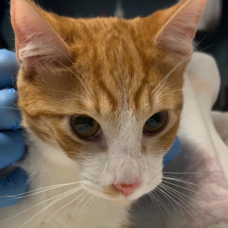 A young medium-sized male Orange / Red Domestic Short Hair cat named Waffles for adoption in Providence, RI
