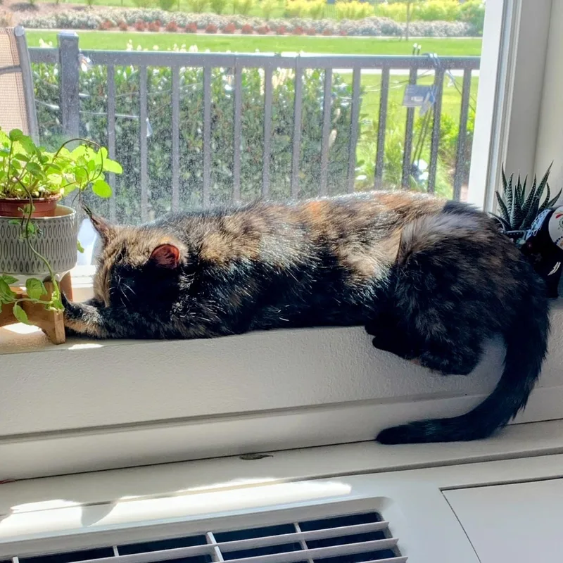 An adult large-sized female Tortoiseshell Domestic Short Hair cat named Cleo for adoption in Tacoma, WA