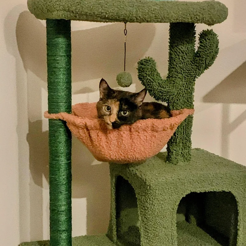 Cleo thumbnail 2