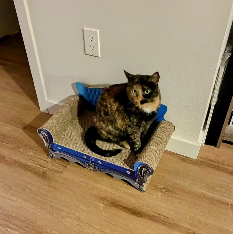 Cleo thumbnail 3