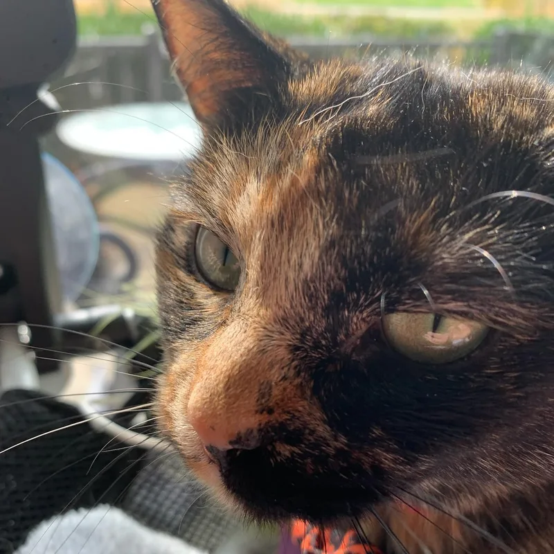 Cleo thumbnail 4