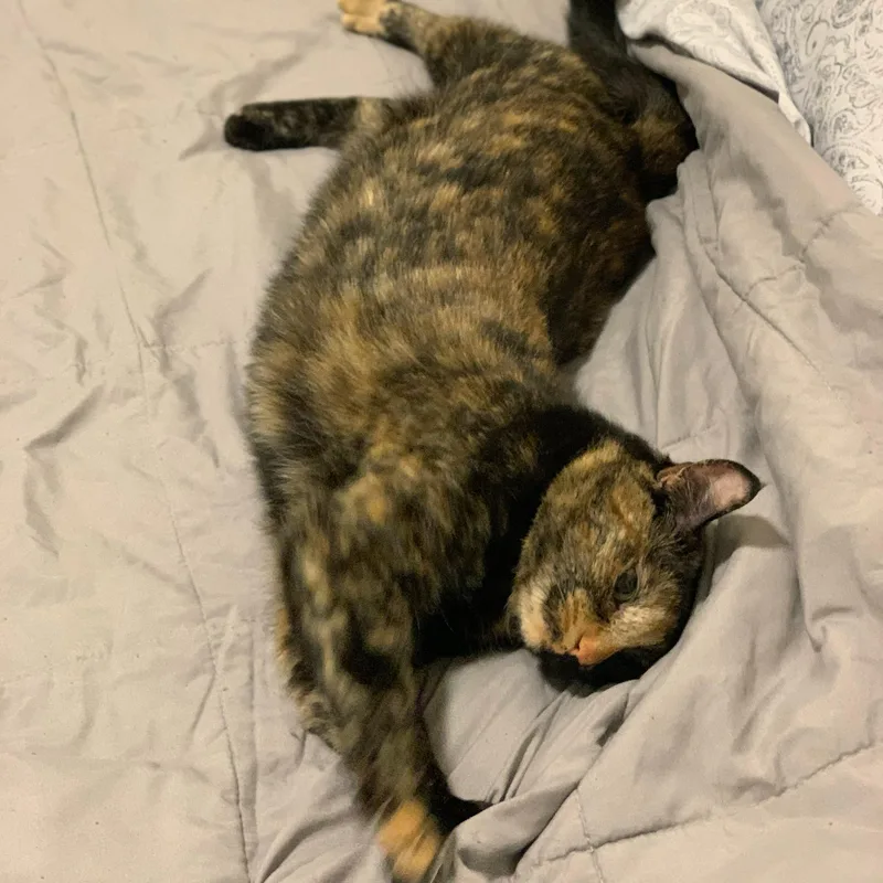 Cleo thumbnail 5