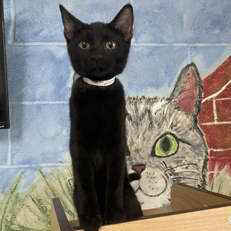 A young small-sized female Black Domestic Short Hair cat named Anaya for adoption in Laredo, TX