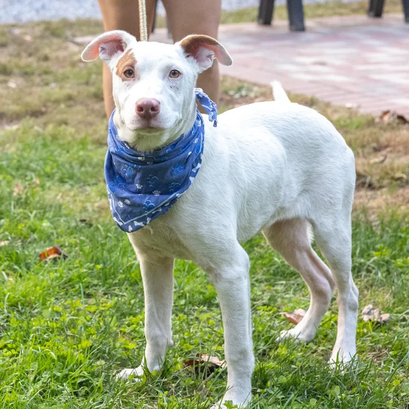 A baby medium-sized male Wire Fox Terrier dog named SpotAvail for adoption in West Grove, PA