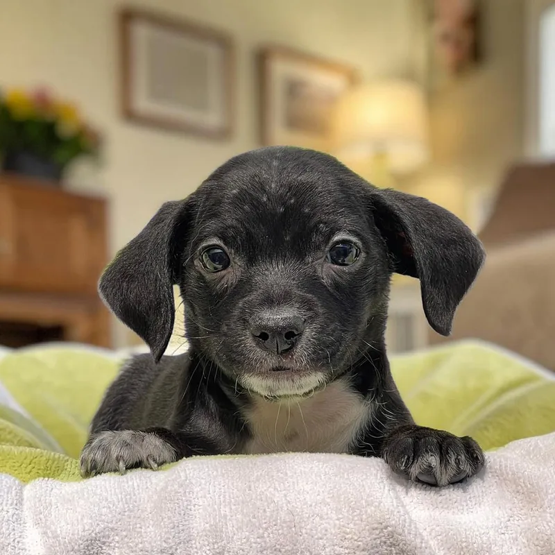 A baby medium-sized female Spaniel dog named Bloom Pup Daffodil for adoption in San Diego, CA