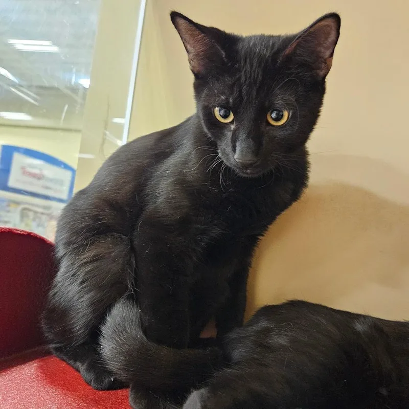 A baby small-sized female Black Domestic Short Hair cat named Elisa for adoption in Las Vegas, NV