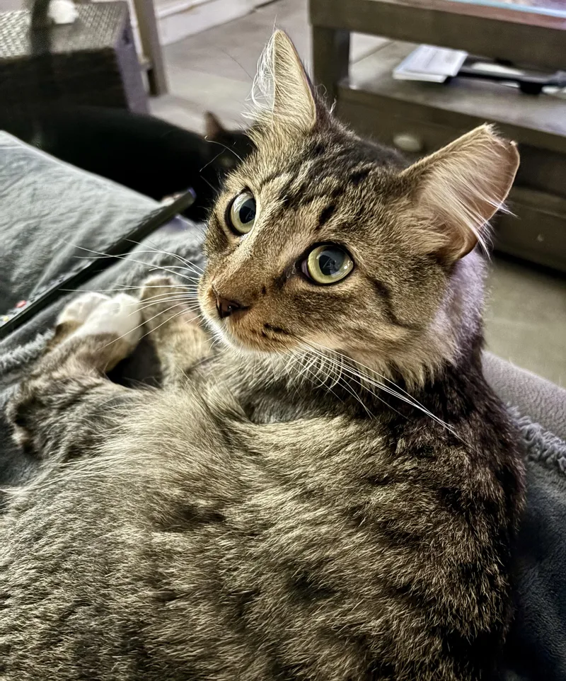 An adult medium-sized male Tabby (Brown / Chocolate) Domestic Medium Hair cat named Donut for adoption in Hopkinton, MA