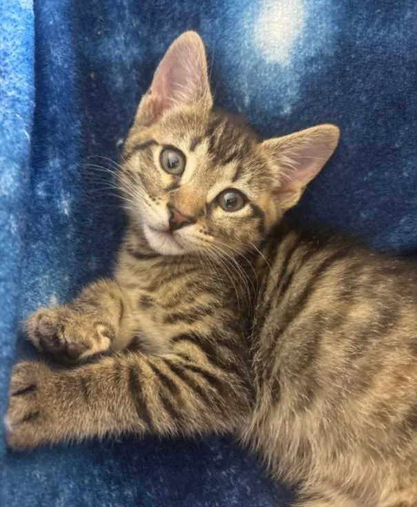 A baby small-sized female Domestic Short Hair cat named Baby Jane Doe for adoption in Burbank, CA