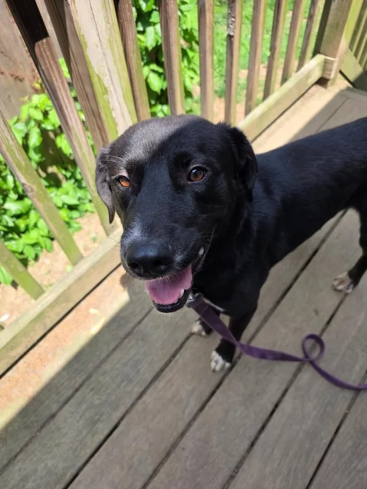 An adult large-sized male Tricolor (Brown, Black, & White) Labrador Retriever dog named Lb for adoption in Pottstown, PA