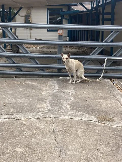 An adult medium-sized female Mixed Breed dog named Cinderella for adoption in Dallas, TX