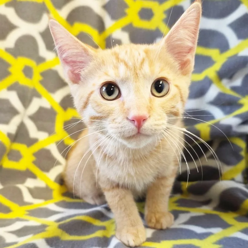 A baby medium-sized male Orange / Red Domestic Short Hair cat named Bosco for adoption in Mount Juliet, TN