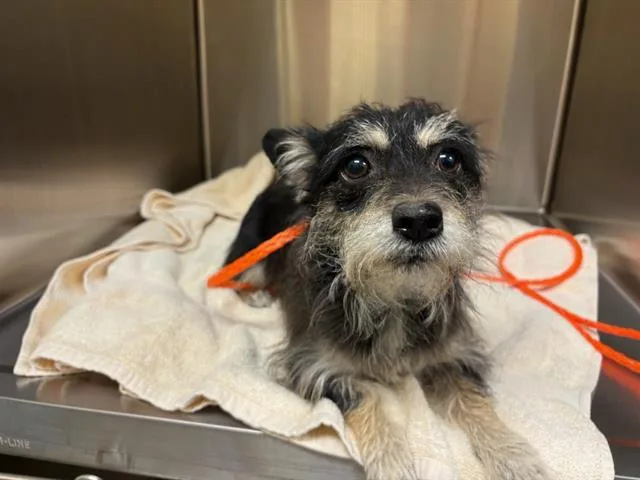 An adult small-sized female Rat Terrier dog named A for adoption in Tustin, CA