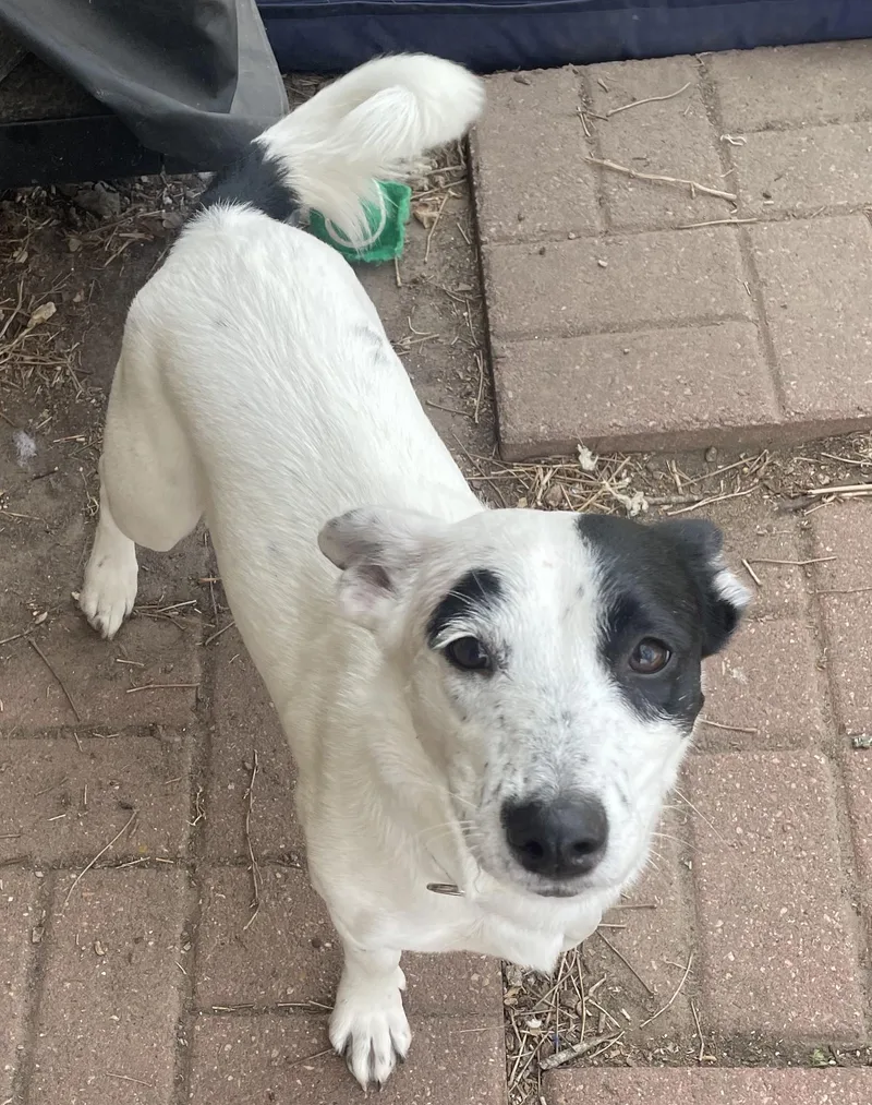 Moxiea Survivor thumbnail 2