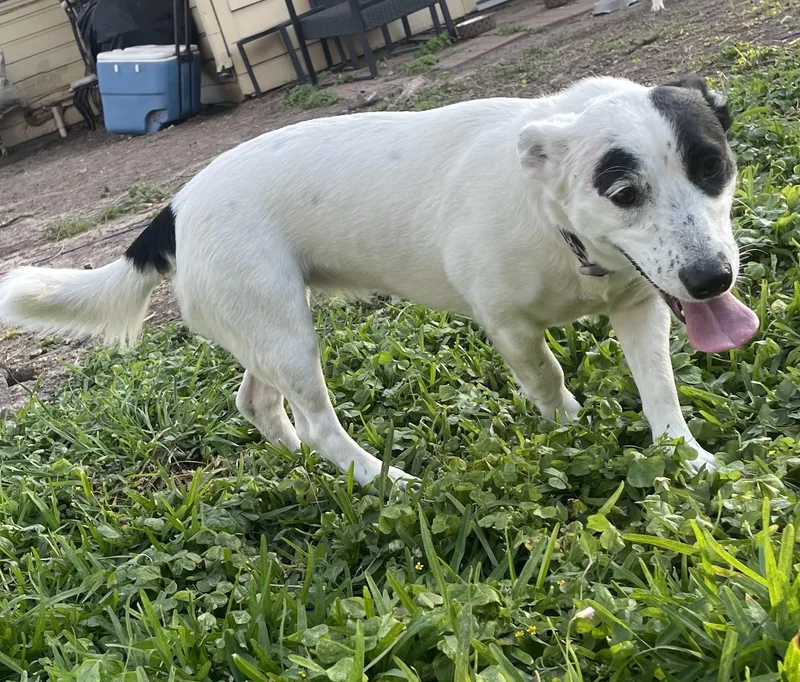 Moxiea Survivor thumbnail 5