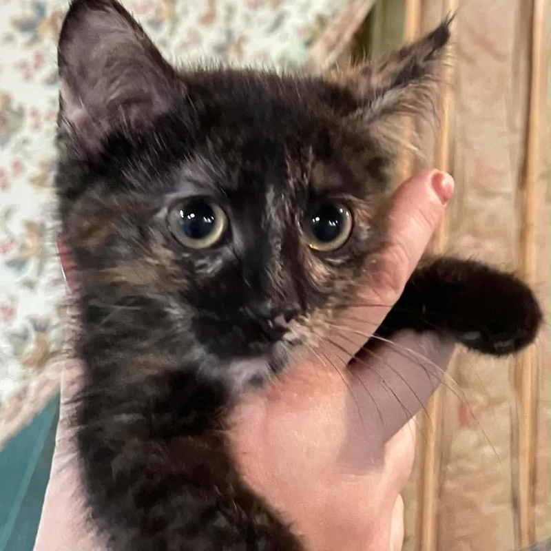 A baby small-sized female Tortoiseshell Domestic Short Hair cat named Miss Cecily for adoption in Inwood, WV