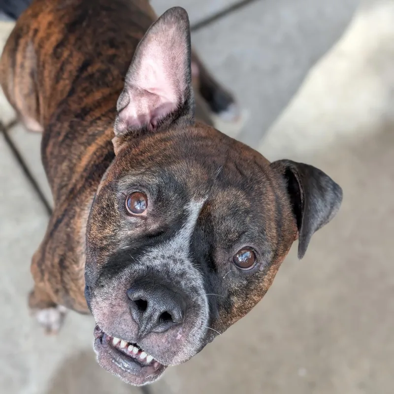 An adult large-sized male Mixed Breed dog named Funyuns for adoption in Pittsburgh, PA