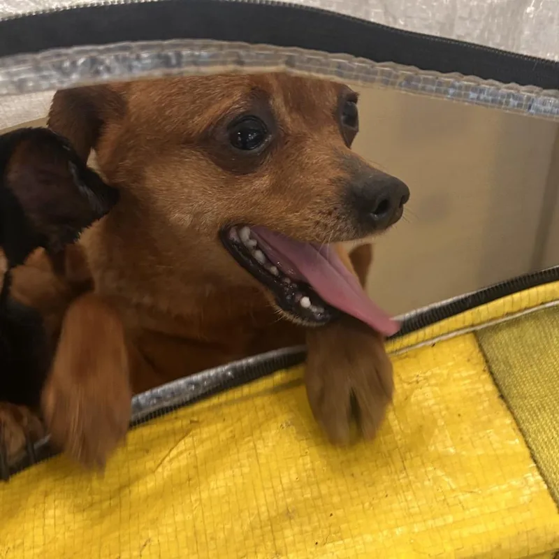 An adult medium-sized male Brown / Chocolate Mixed Breed dog named Mayo for adoption in Philadelphia, PA