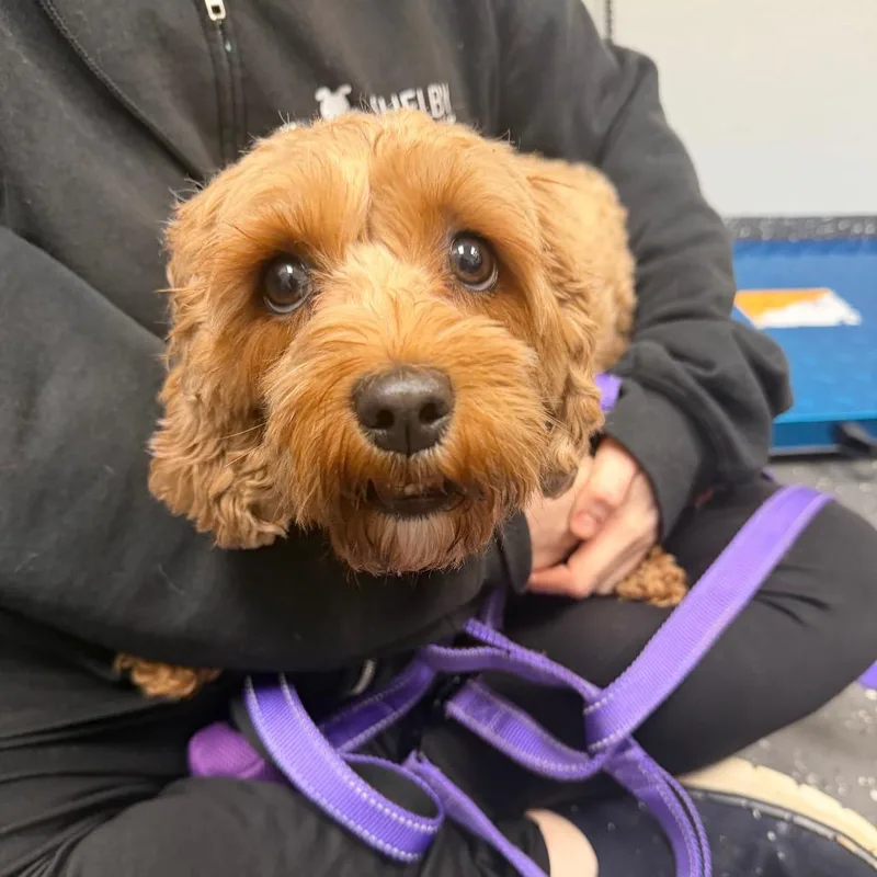 An adult small-sized female Golden Mixed Breed dog named Sadie for adoption in Columbiana, AL
