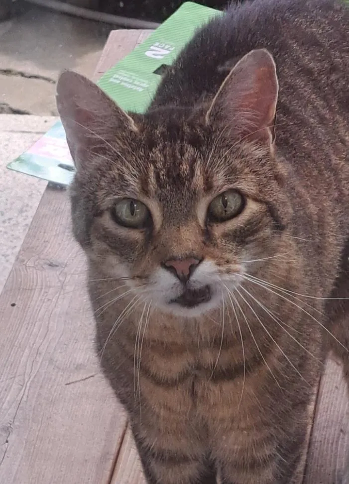 A senior medium-sized male Tabby (Brown / Chocolate) Domestic Short Hair cat named Albert & Freddie for adoption in Lemoyne, PA