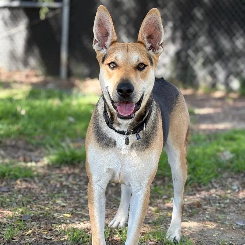 A young large-sized male Yellow / Tan / Blond / Fawn Black Mouth Cur dog named Roy for adoption in Santa Barbara, CA