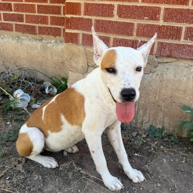 A young medium-sized female Jack Russell Terrier dog named Mitzy for adoption in Sandia Park, NM