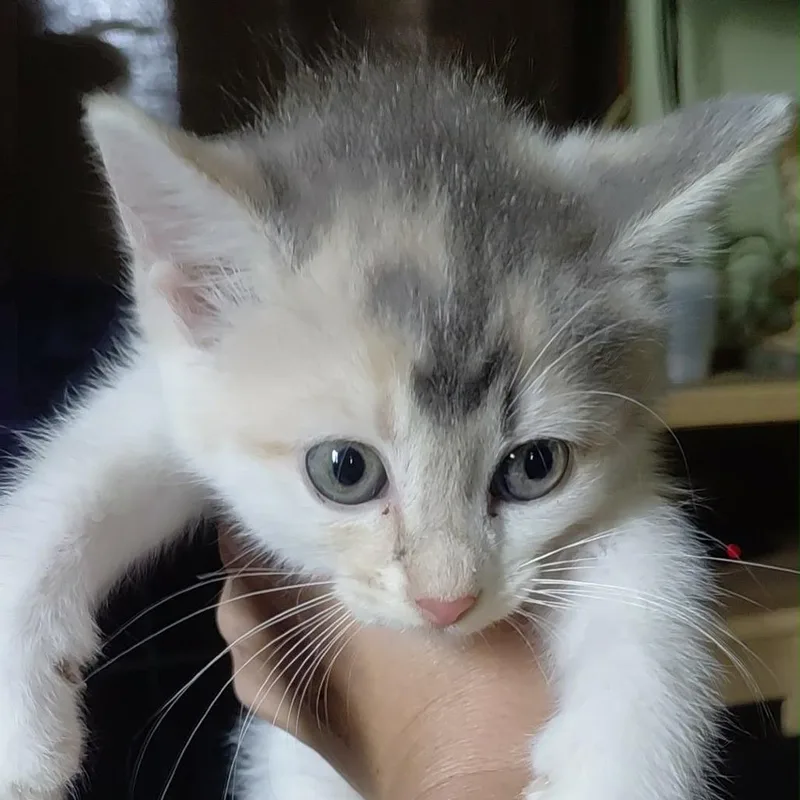 A baby small-sized female Calico Domestic Short Hair cat named Ida for adoption in Irwin, PA