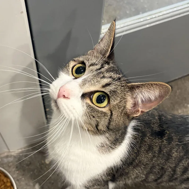 A young medium-sized female Brown / Chocolate Domestic Short Hair cat named Sugarbabe for adoption in Louisville, KY