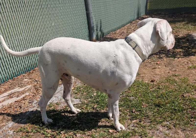 A young large-sized male Dogo Argentino dog named Bonez for adoption in Fort Myers, FL