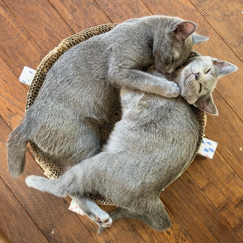 A baby medium-sized male Gray / Blue / Silver Domestic Short Hair cat named Andy for adoption in Springfield, OR