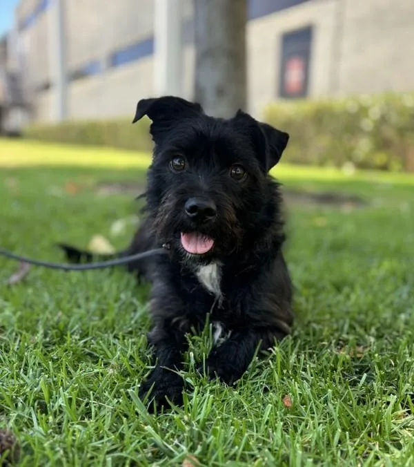Perla