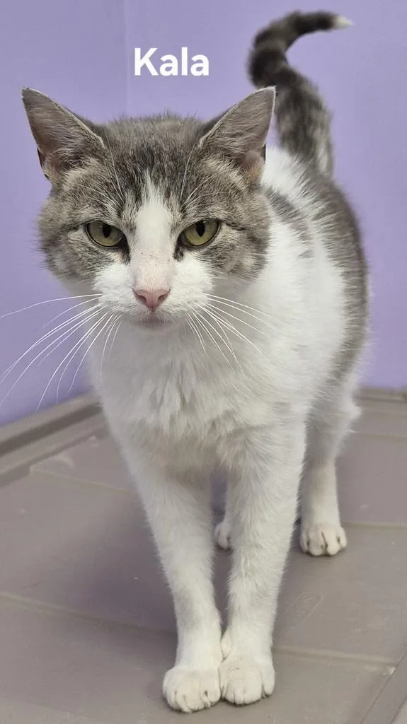 A young medium-sized female Domestic Short Hair cat named Kala for adoption in Kendallville, IN