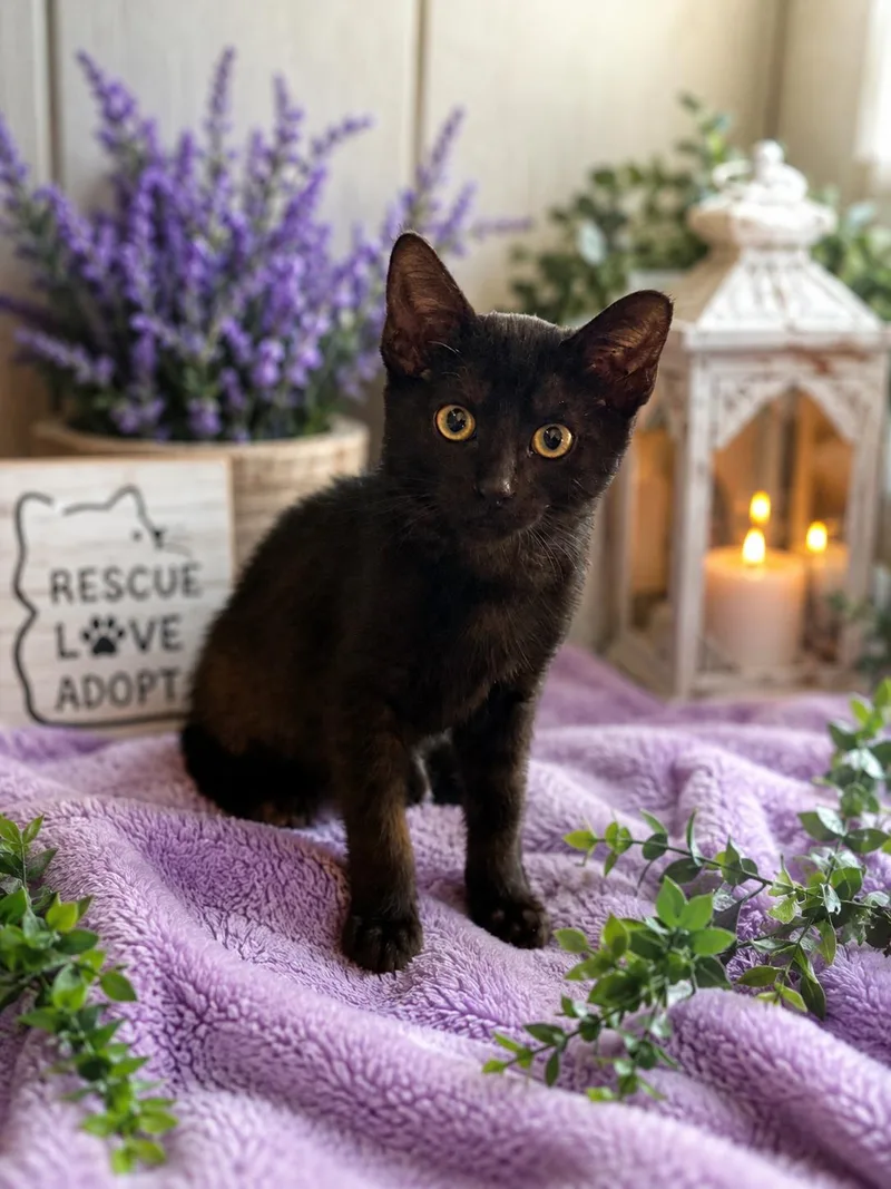 A baby medium-sized male Domestic Short Hair cat named Stormy for adoption in Gilroy, CA
