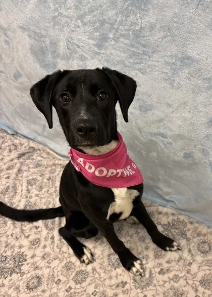 A young medium-sized female Black Mixed Breed dog named Sundae for adoption in Hamilton, OH