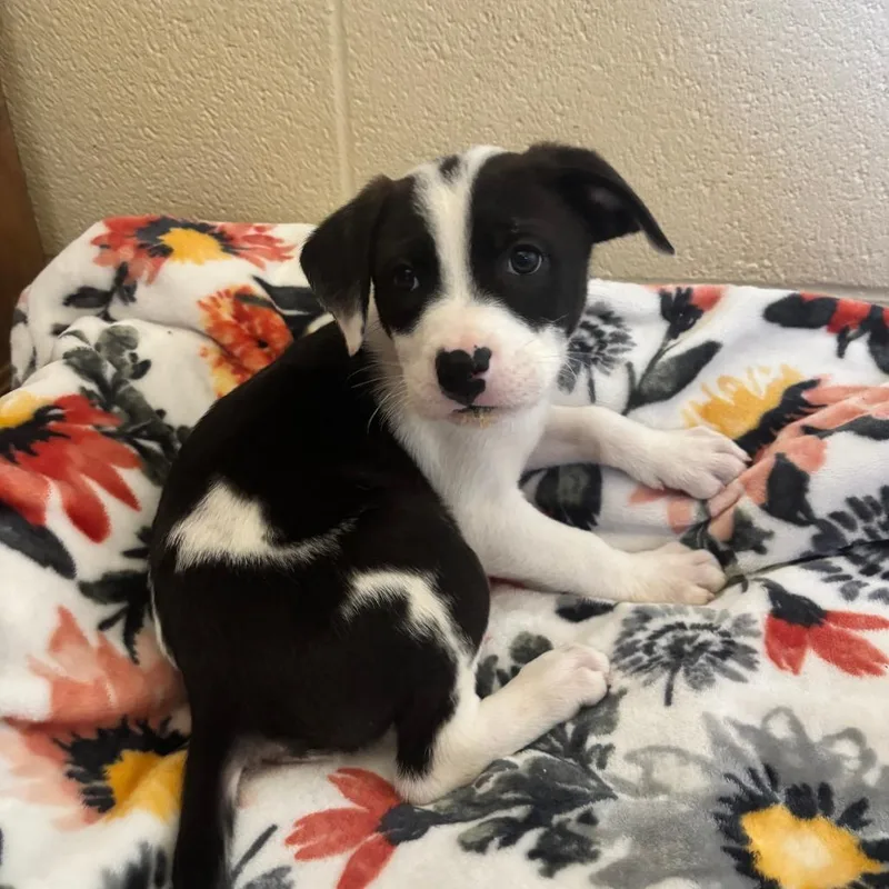 Garbanzo thumbnail 2