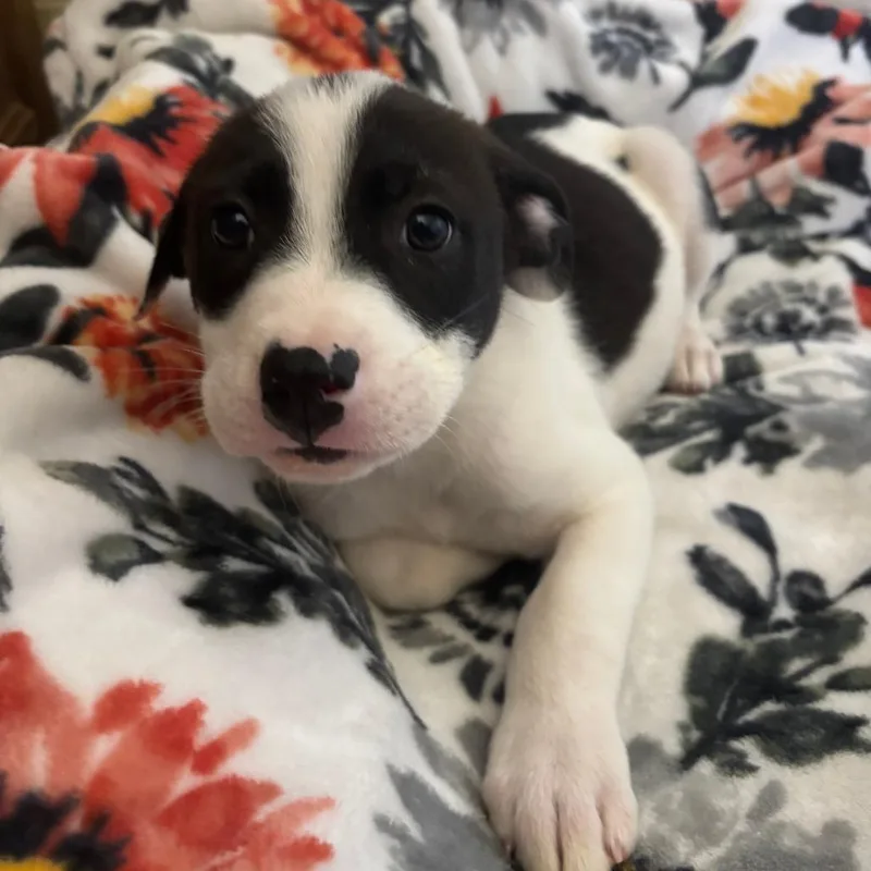 Garbanzo thumbnail 3