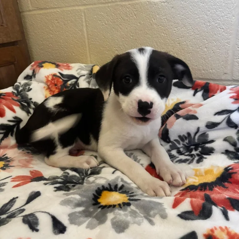 Garbanzo thumbnail 4