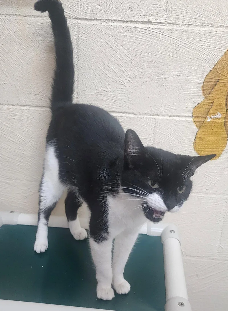 An adult medium-sized female Black & White / Tuxedo Domestic Short Hair cat named Asia for adoption in Wetumpka, AL